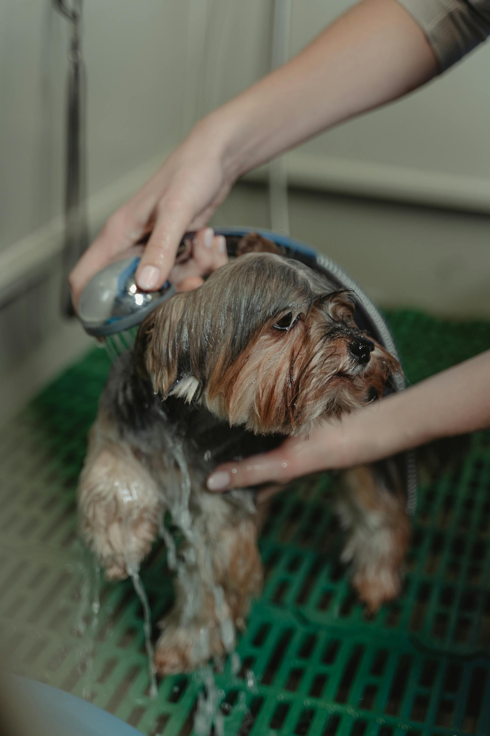 A relaxed dog enjoying a sudsy bath