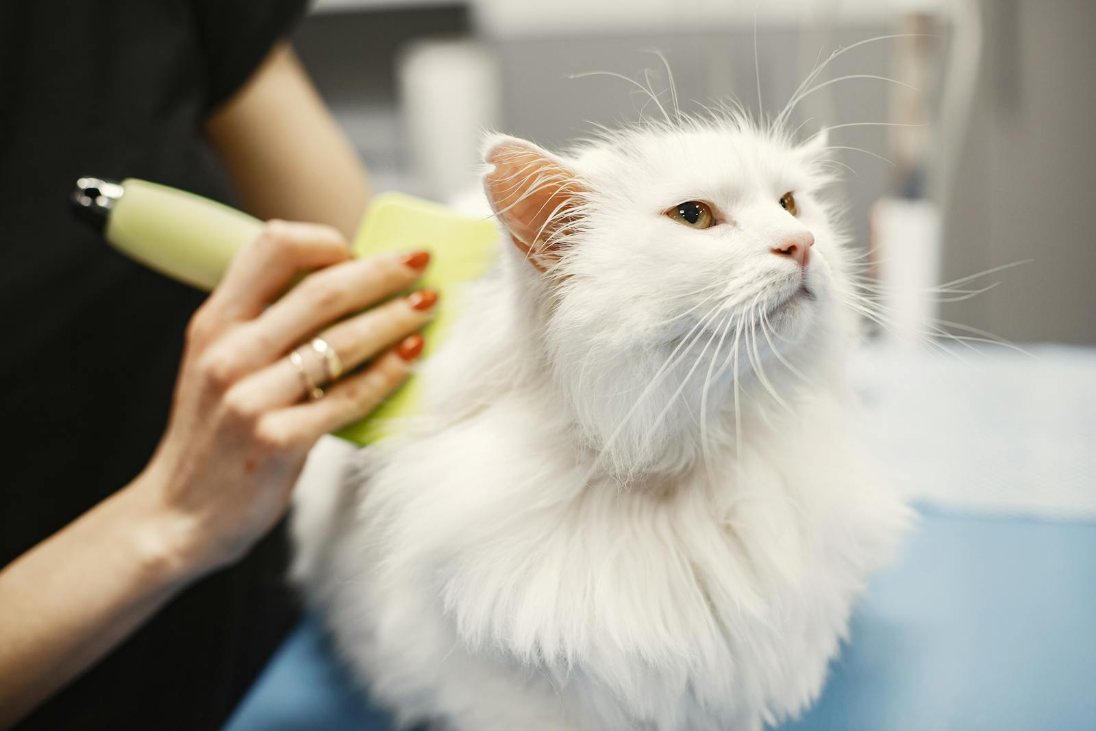 A calm cat being gently groomed