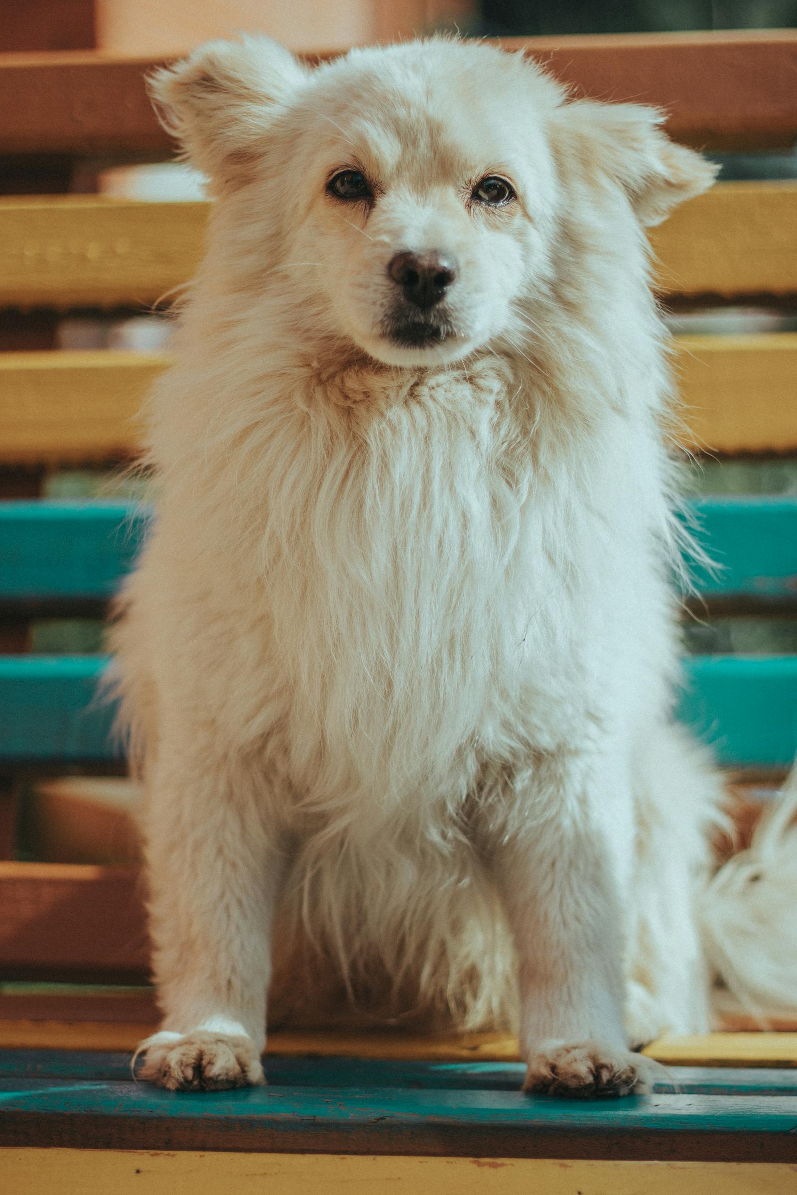 A fluffy, freshly groomed Pomeranian