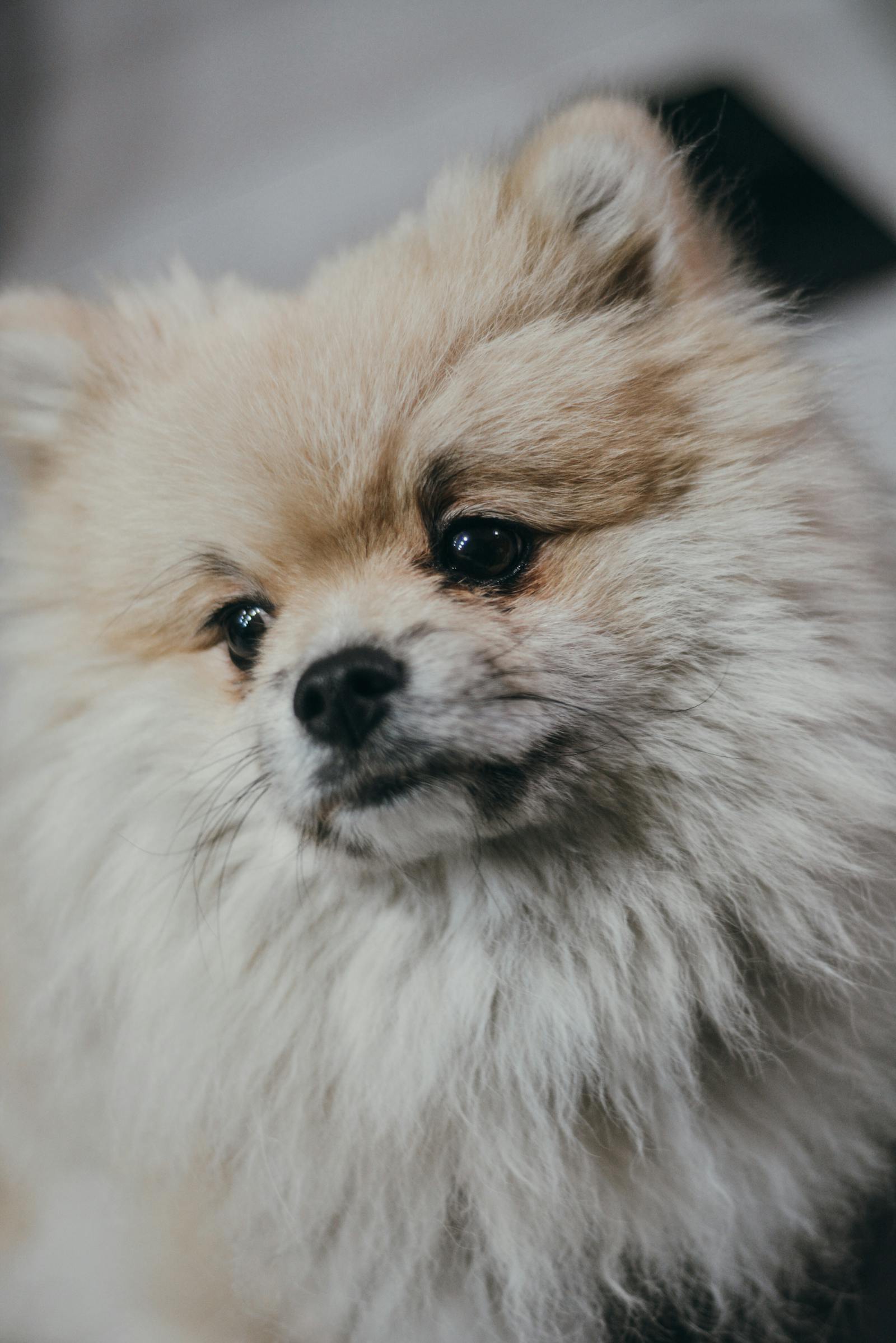 A freshly groomed Pomeranian with a sweet, content expression
